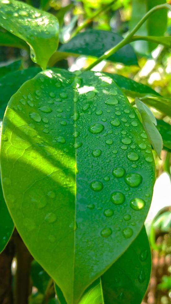 close-up leaf background photo