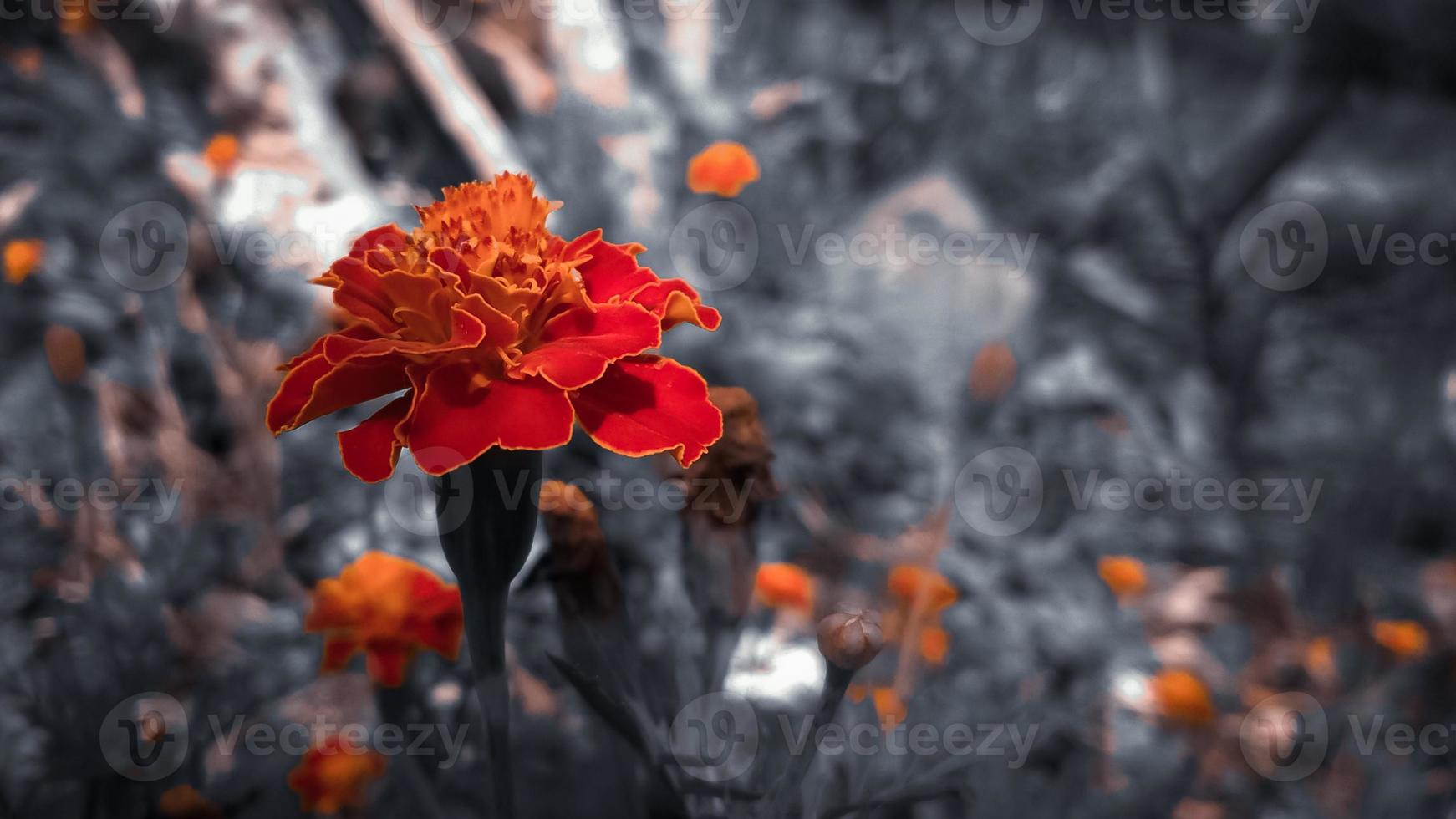 estética de fondo de flores foto