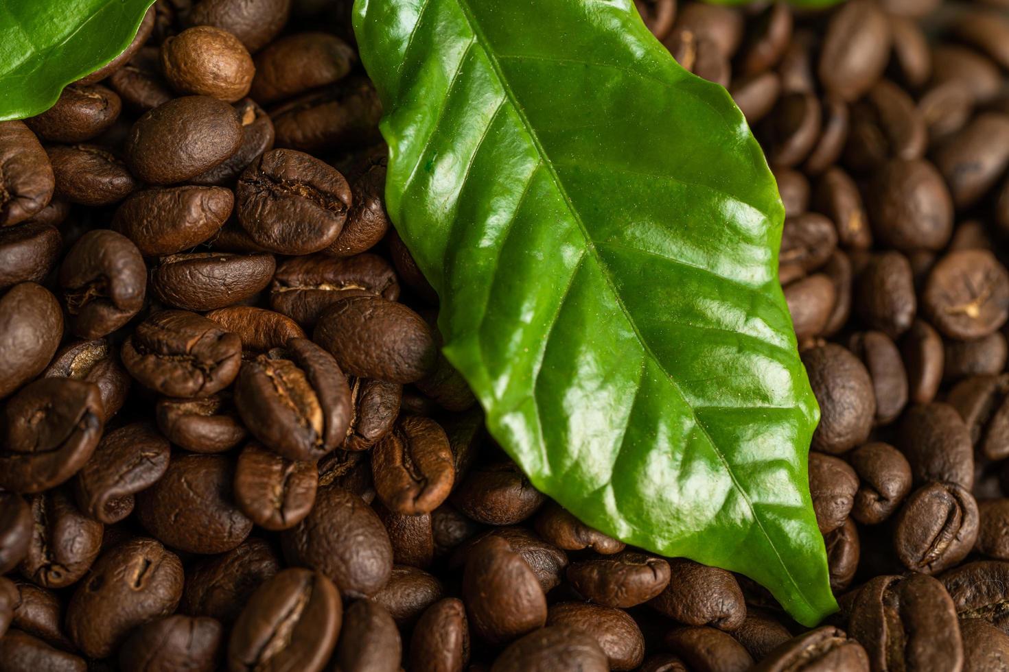 grano de café tostado medio con hojas en la mañana fresca. foto