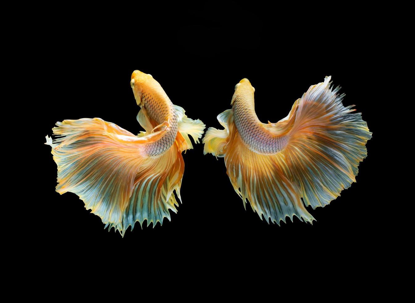 Action and movement of Thai fighting fish on a black background photo