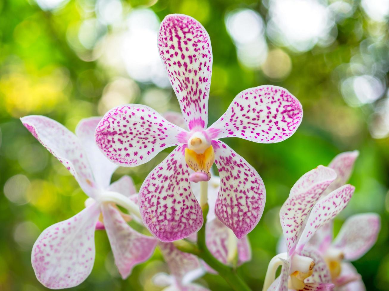 un ramo de orquídeas vanda de hermosas coronas sobre un fondo verde borroso foto