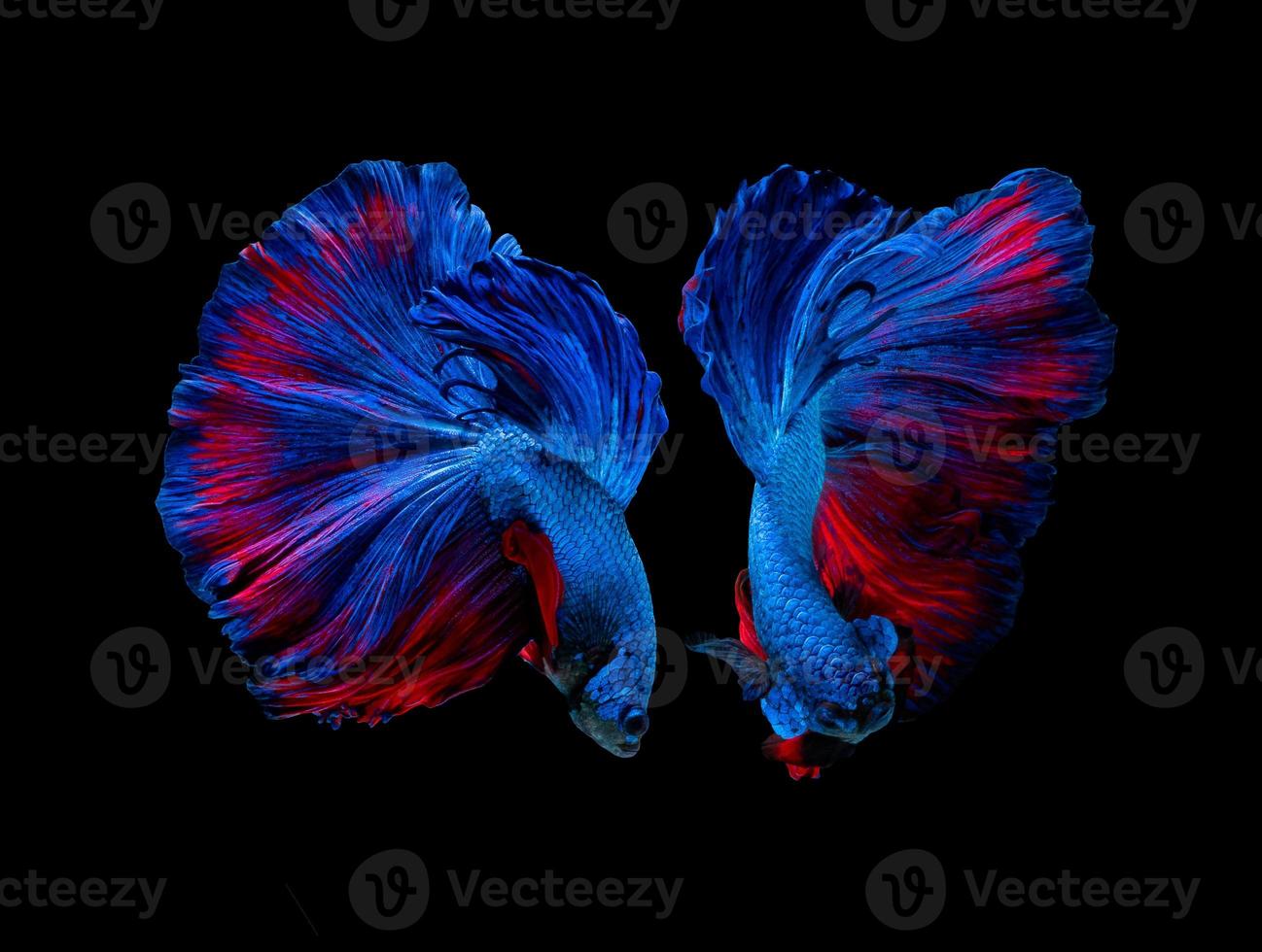 Action and movement of Thai fighting fish on a black background photo