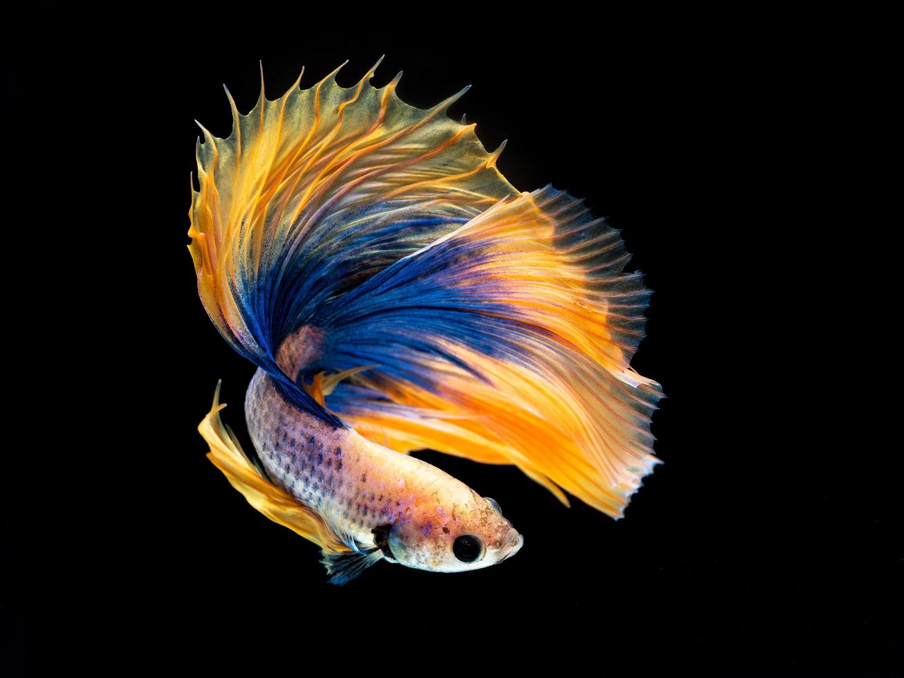 Action and movement of Thai fighting fish on a black background. photo