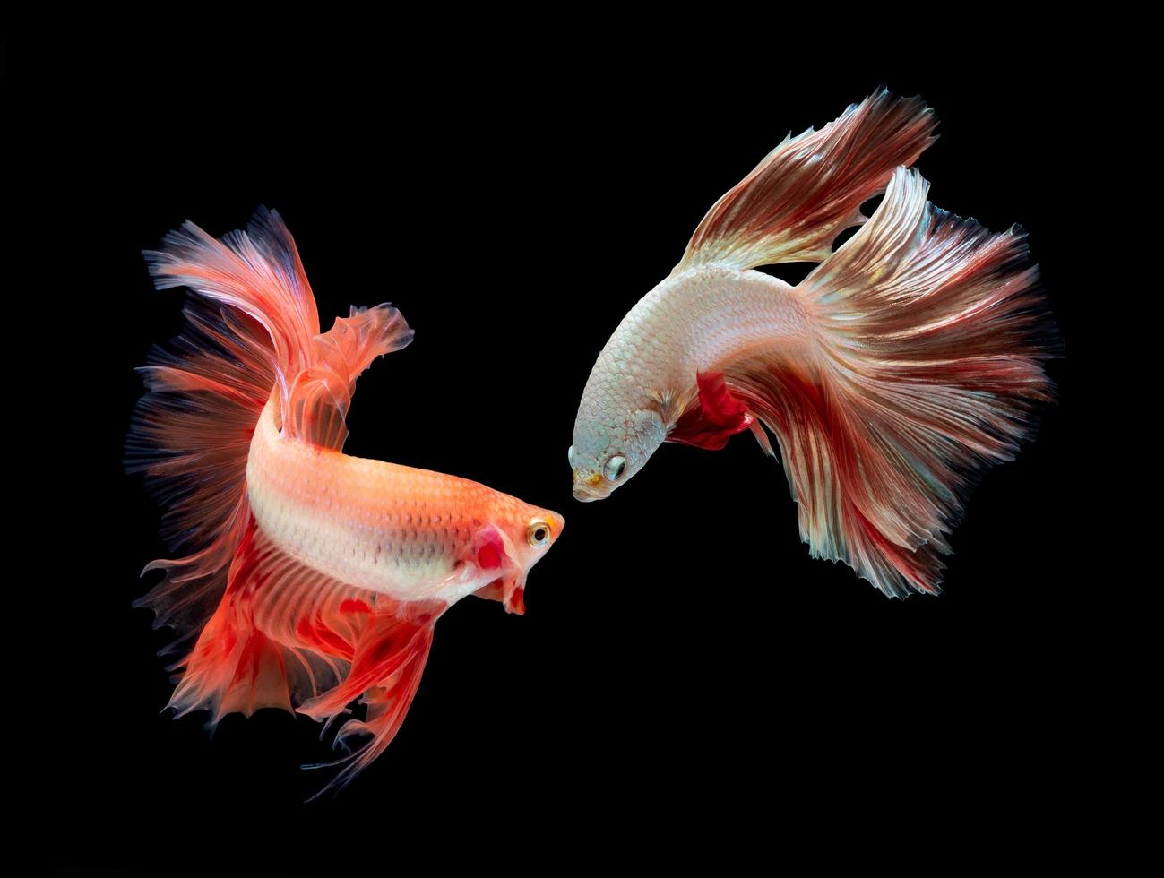 Action and movement of SiameseThai fighting fish on a black background photo