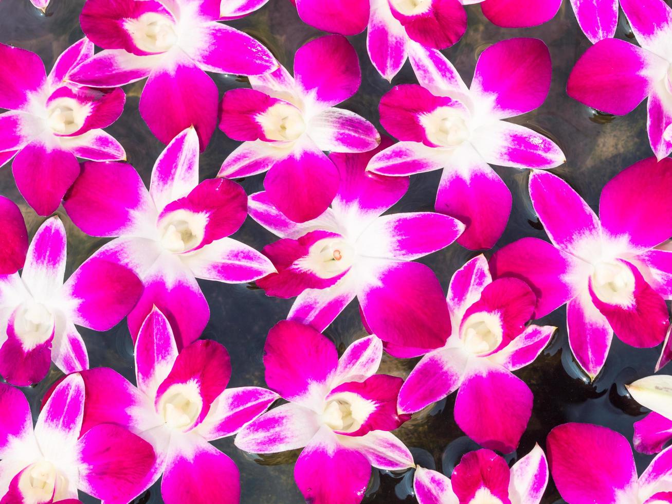 Pattern of fresh orchids background on clear water photo