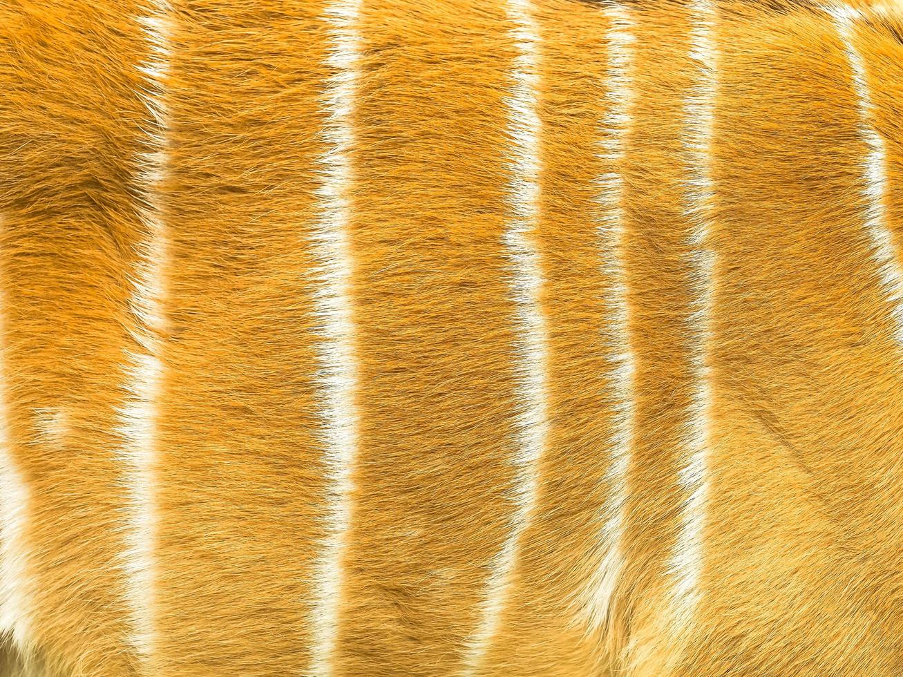 Pattern and texture of leather deer skin photo