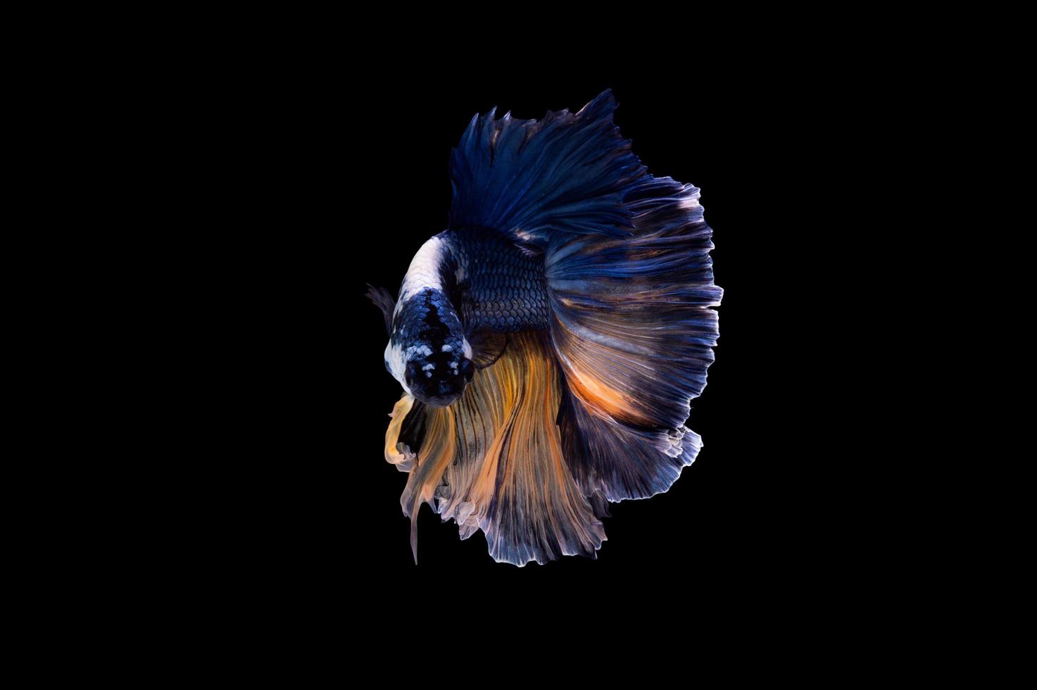 Action and movement of Thai fighting fish on a black background photo
