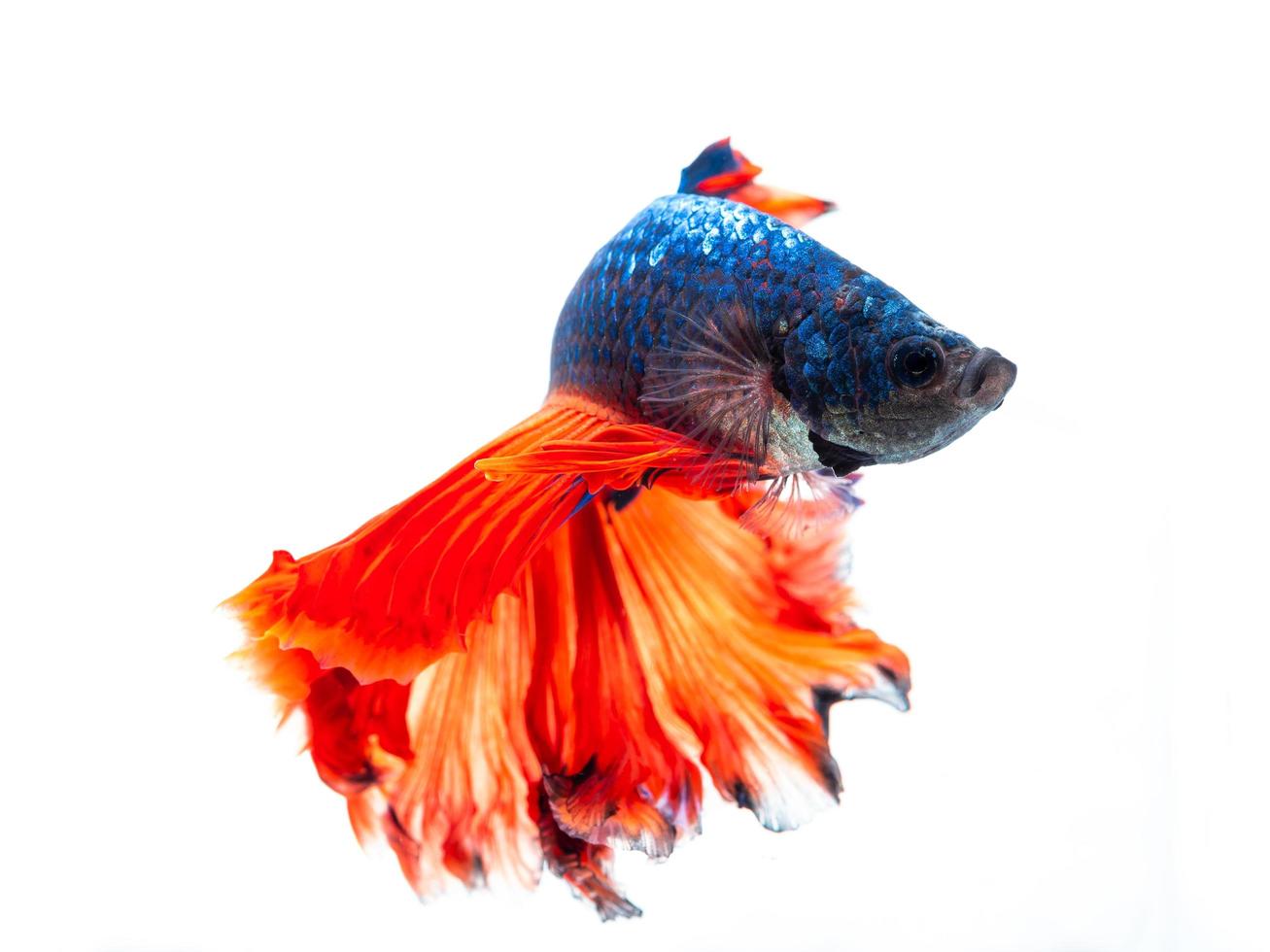 Action and movement of Thai fighting fish on a white background photo