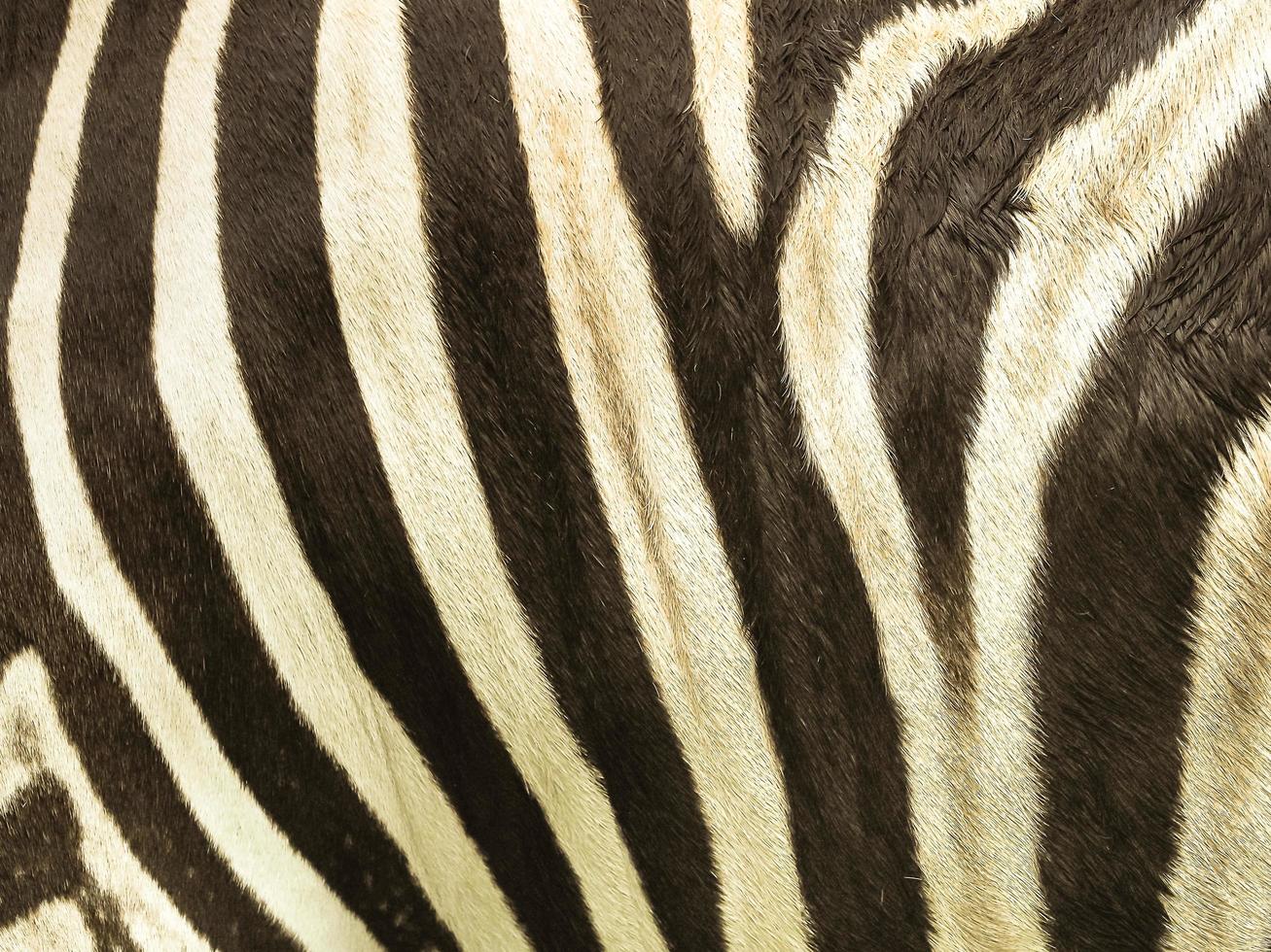 Pattern and texture of leather zebra skin photo