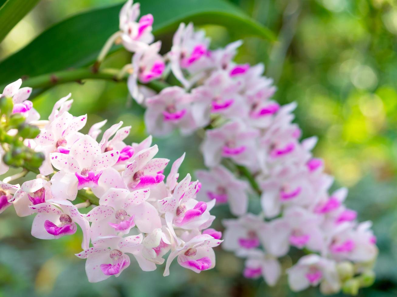 A rhynchostylis gigantea orchids bouquet of beautiful wreaths on a blurred green background photo