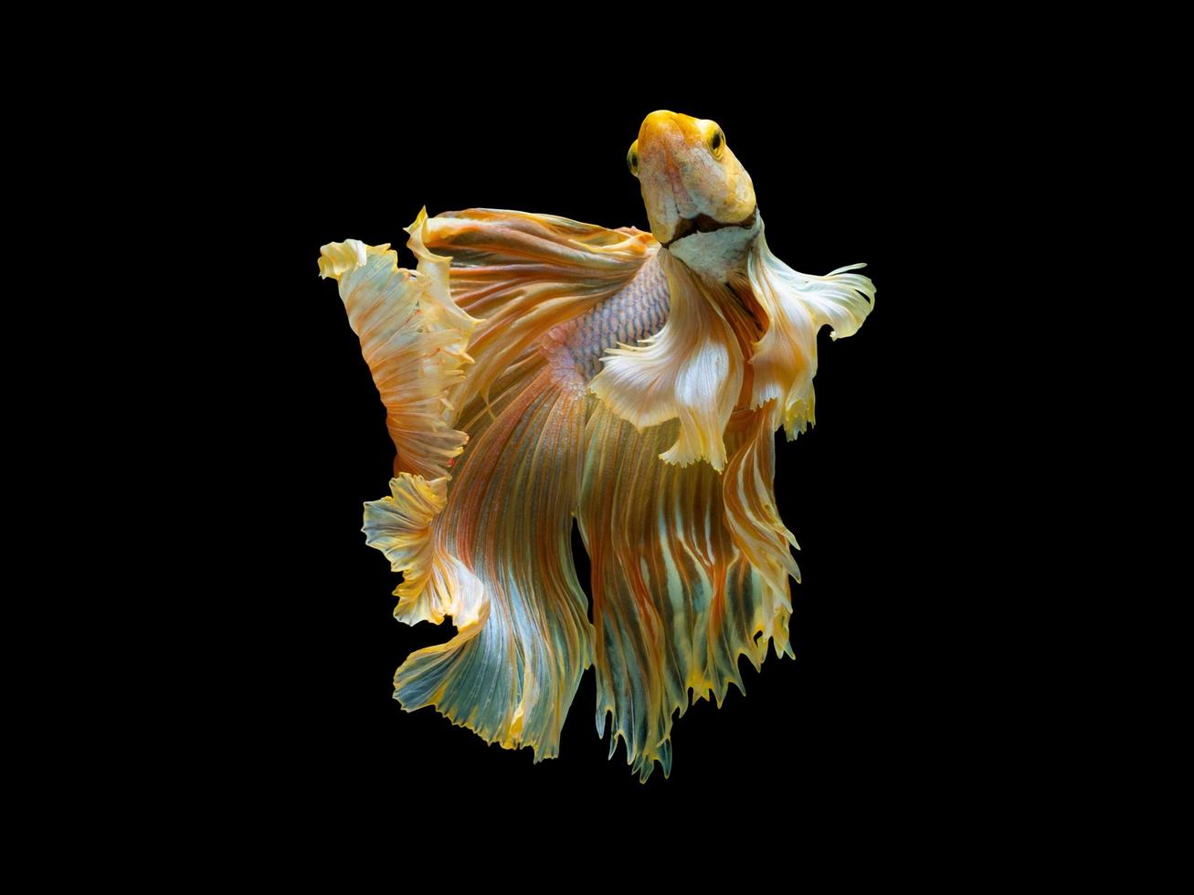 Action and movement of Thai fighting fish on a black background, Halfmoon Betta photo