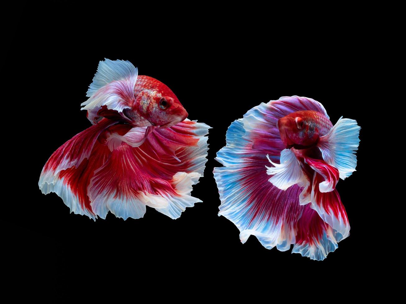 Action and movement of twin Thai fighting fish on a black background, Halfmoon Betta photo