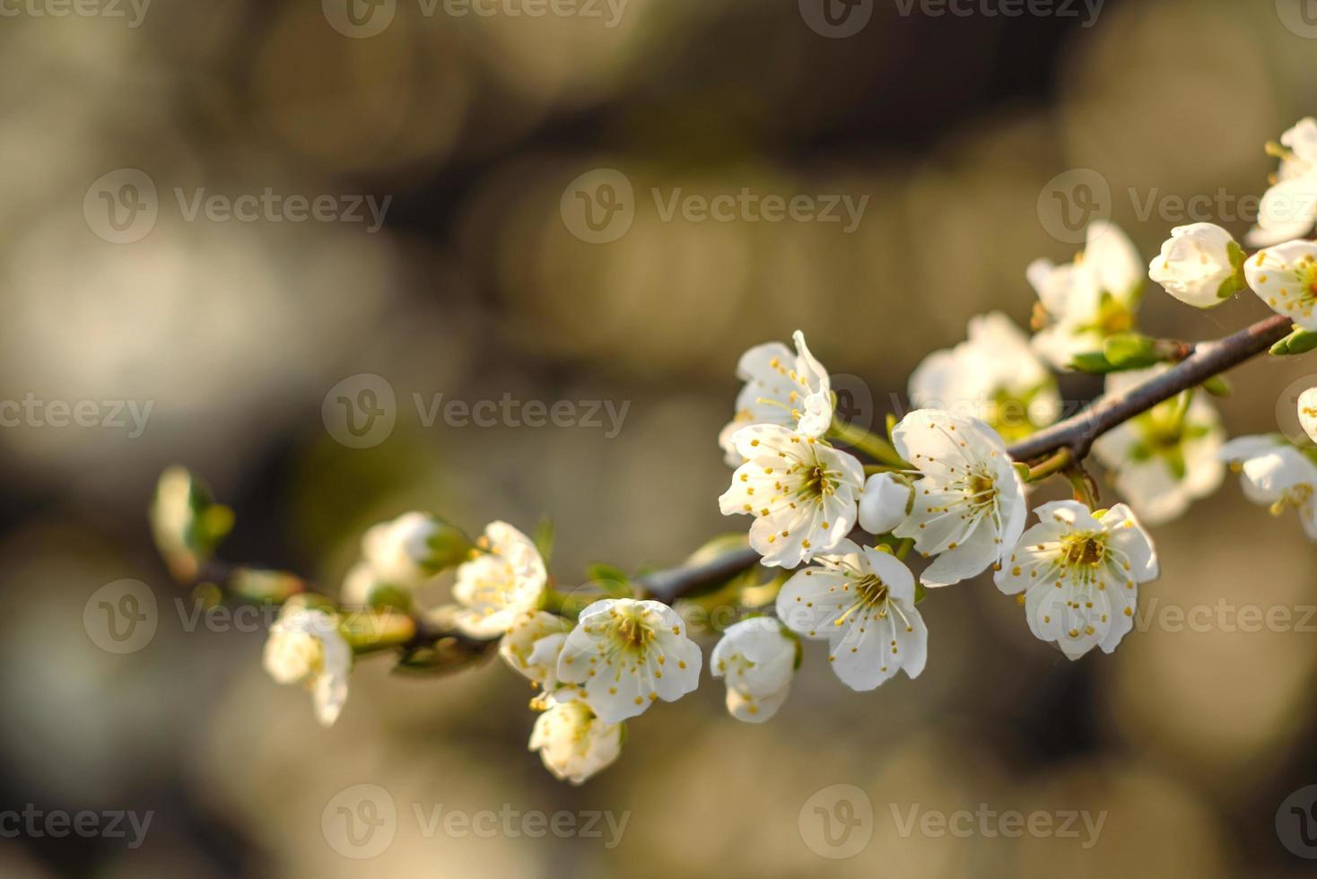 Plum blossom tree in a country garden near a country house photo