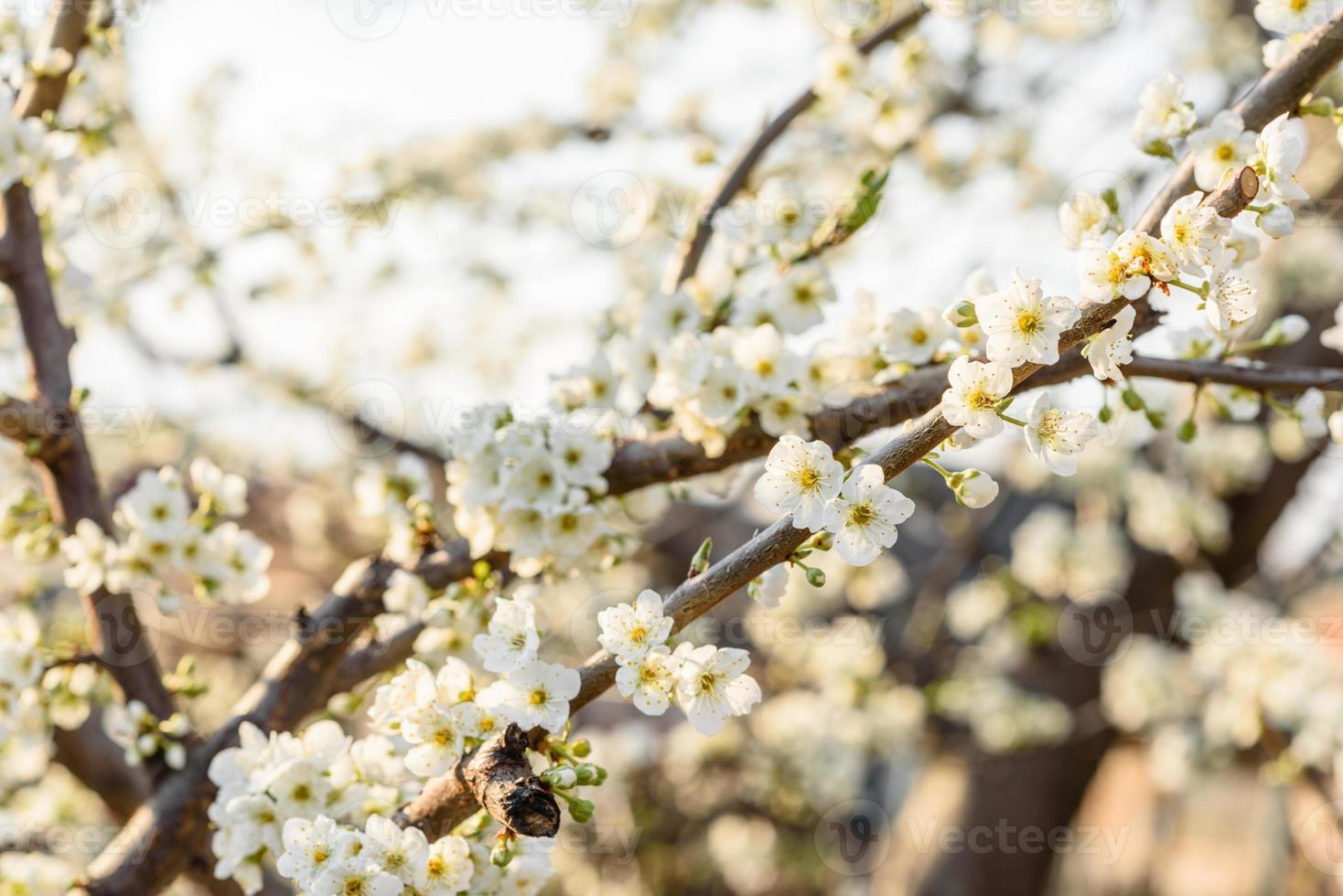 Plum blossom tree in a country garden near a country house photo