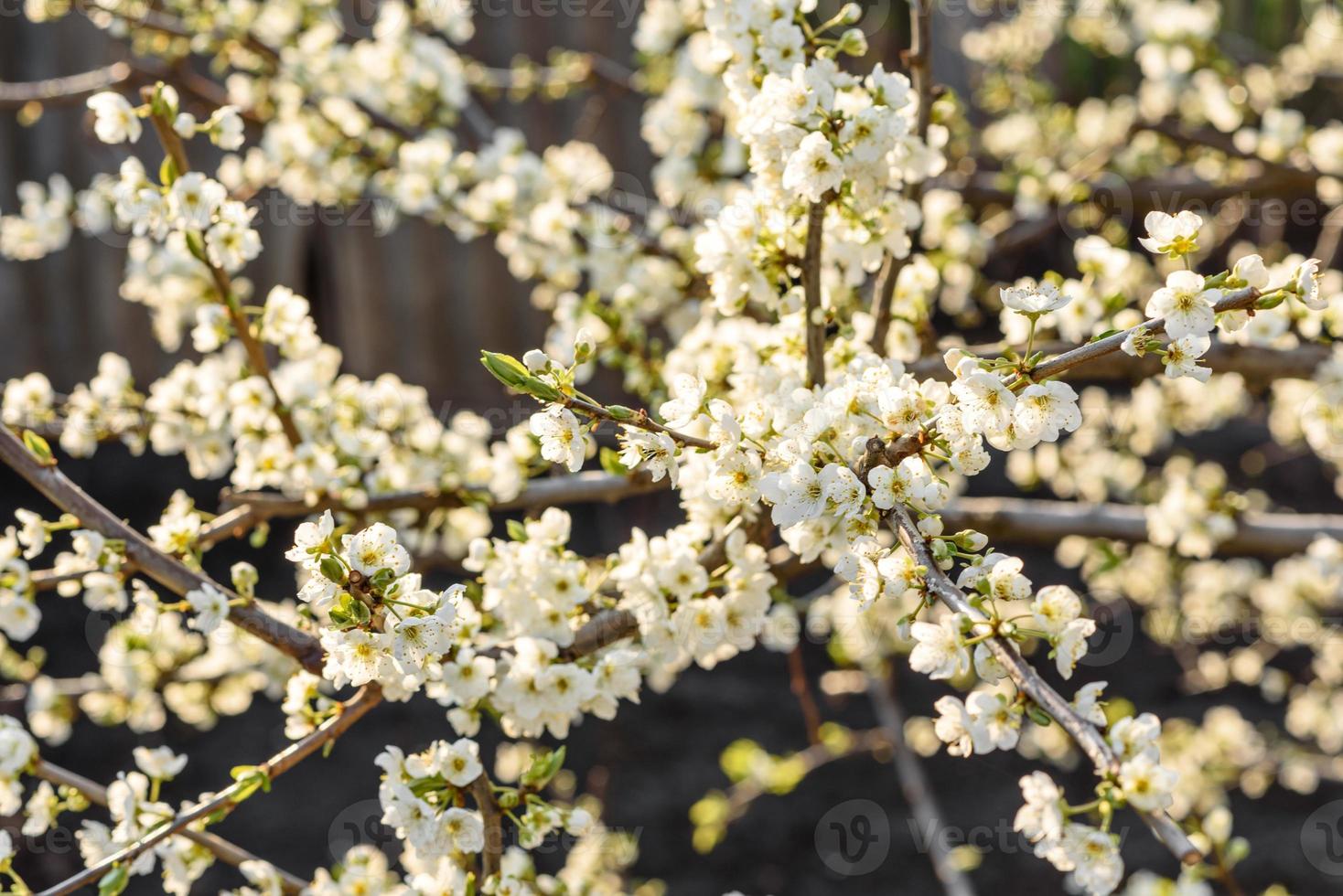 Plum blossom tree in a country garden near a country house photo