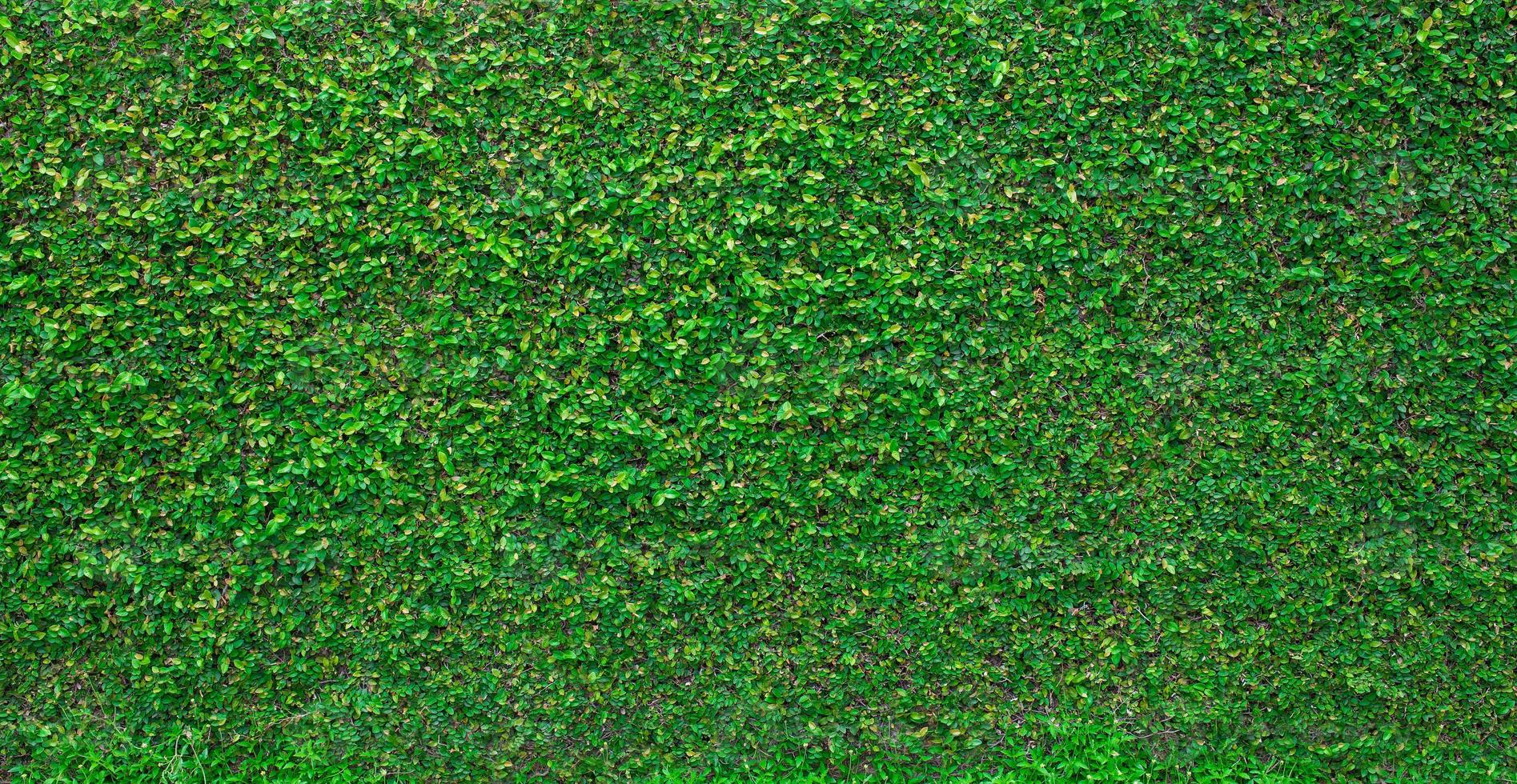 Green nature wall  textured background photo