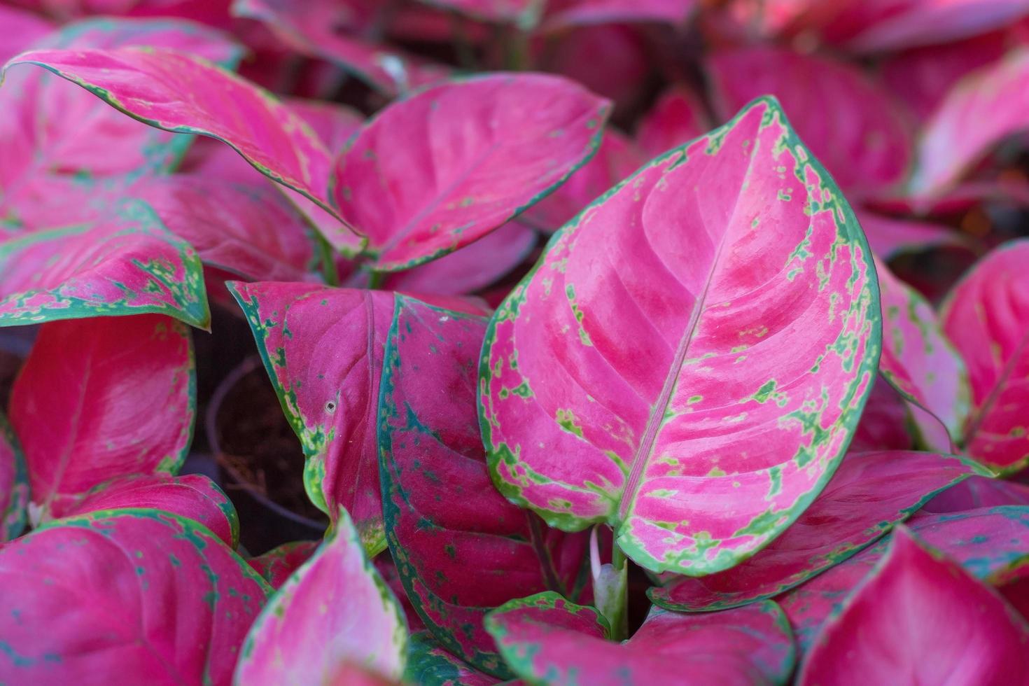 Aglaonema Super Red tree. photo