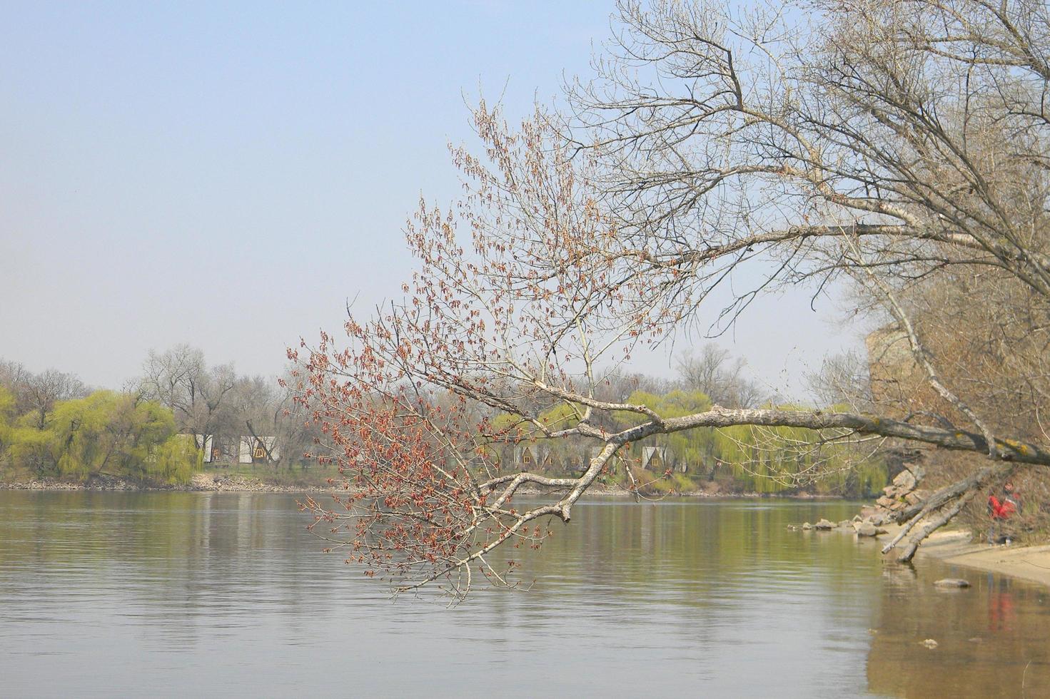 Flowering branch with blooming buds. The wide river Dnieper. photo