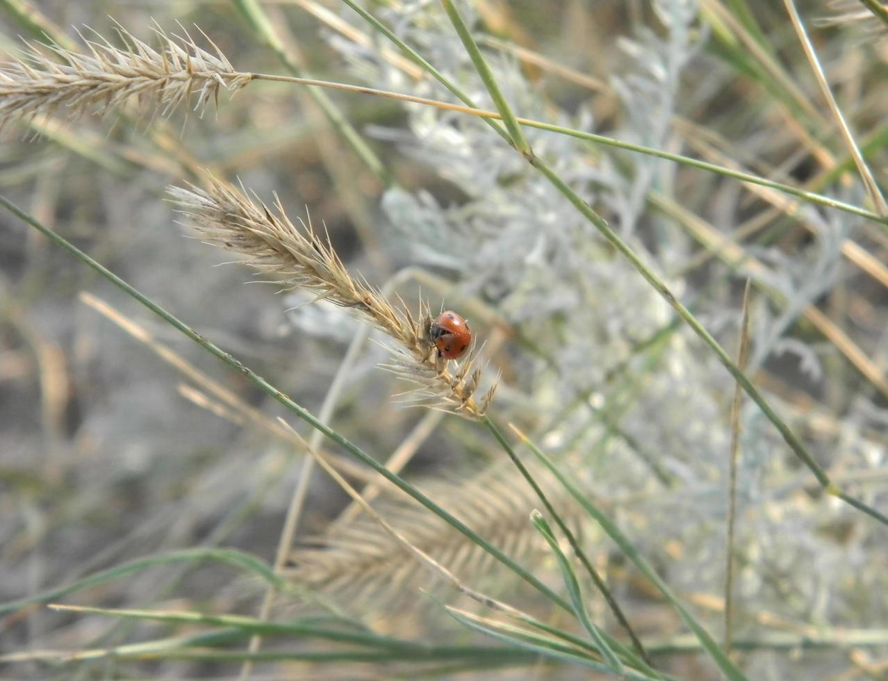 The ladybird sits on a green blade of grass. photo