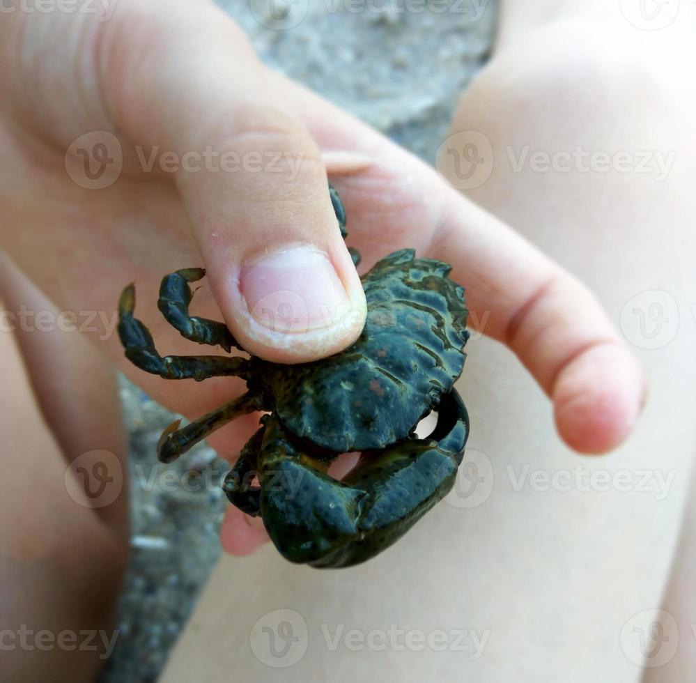 cangrejo de mar en la mano foto