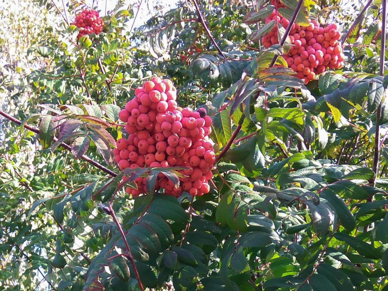 Ripe rowan berries photo
