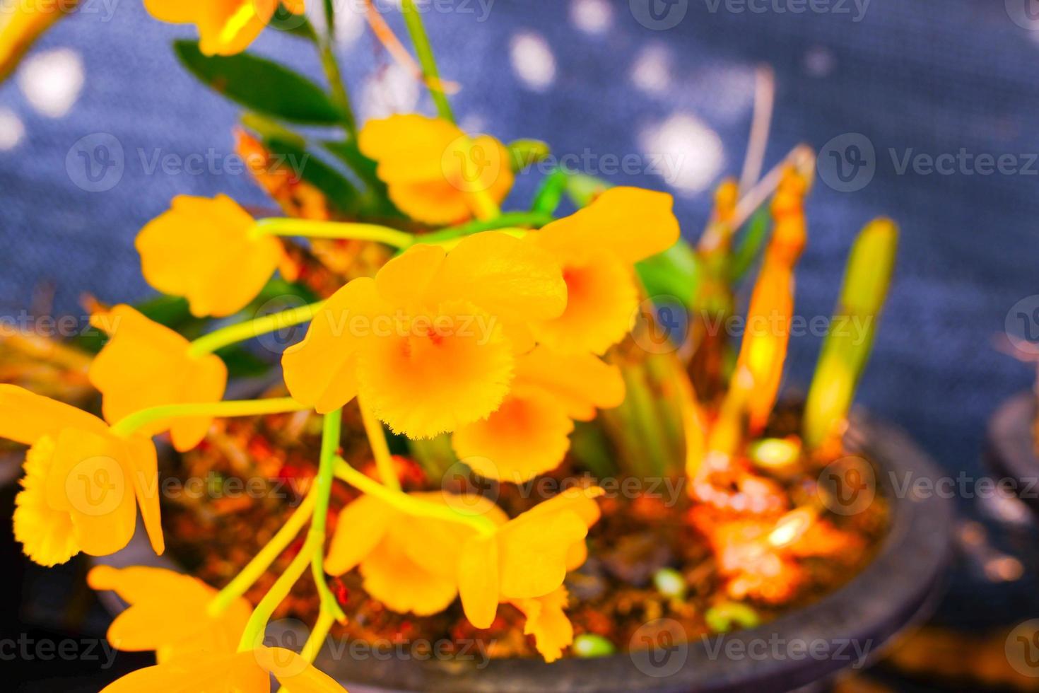 flores de orquídeas de color amarillo, ilustración floral dibujada a mano aislada en un fondo de orquídeas. foto