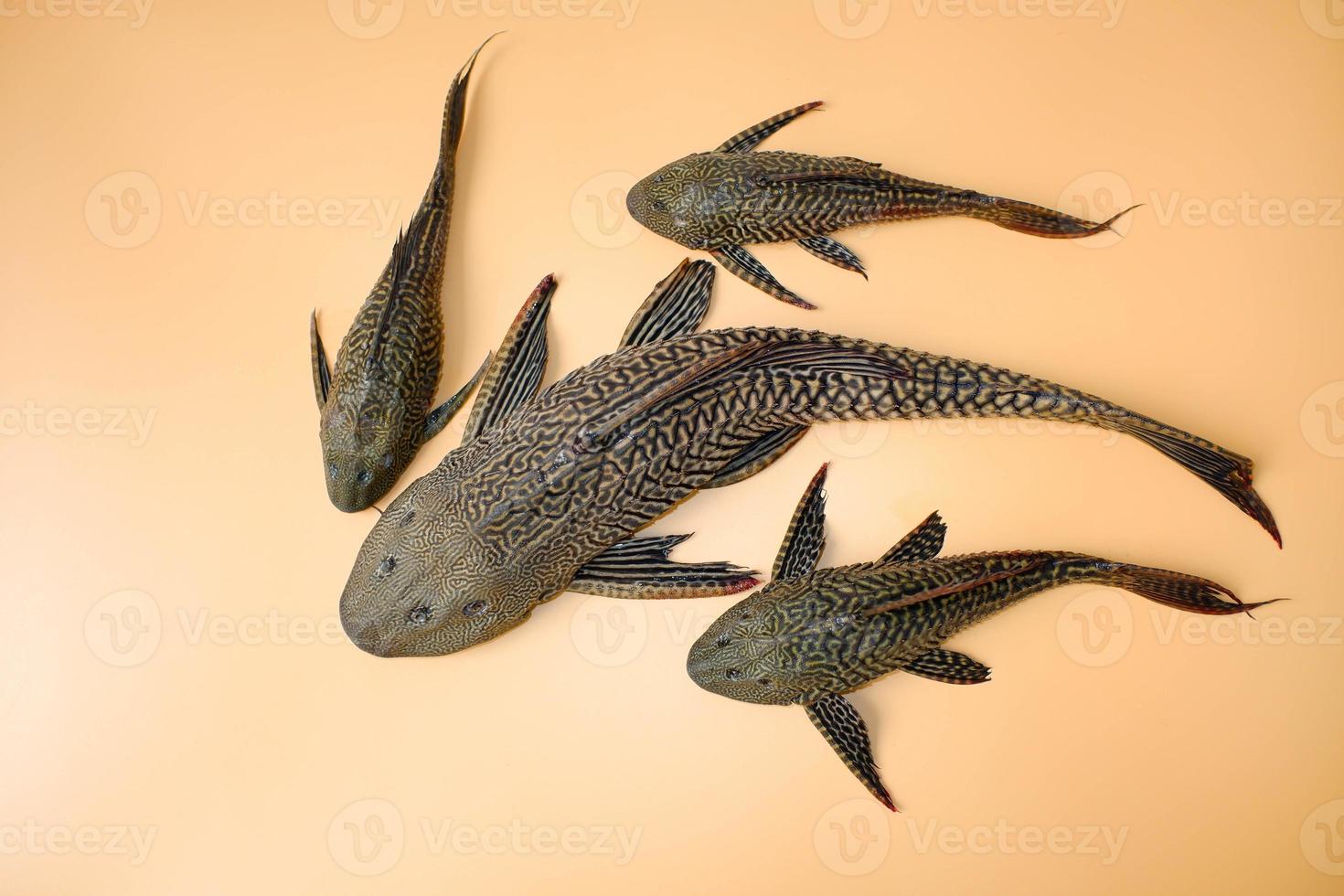 Suckermouth catfish on orange background. Hypostomus plecostomus, also known as the suckermouth catfish or the common pleco, is a tropical freshwater fish belonging to the armored. photo