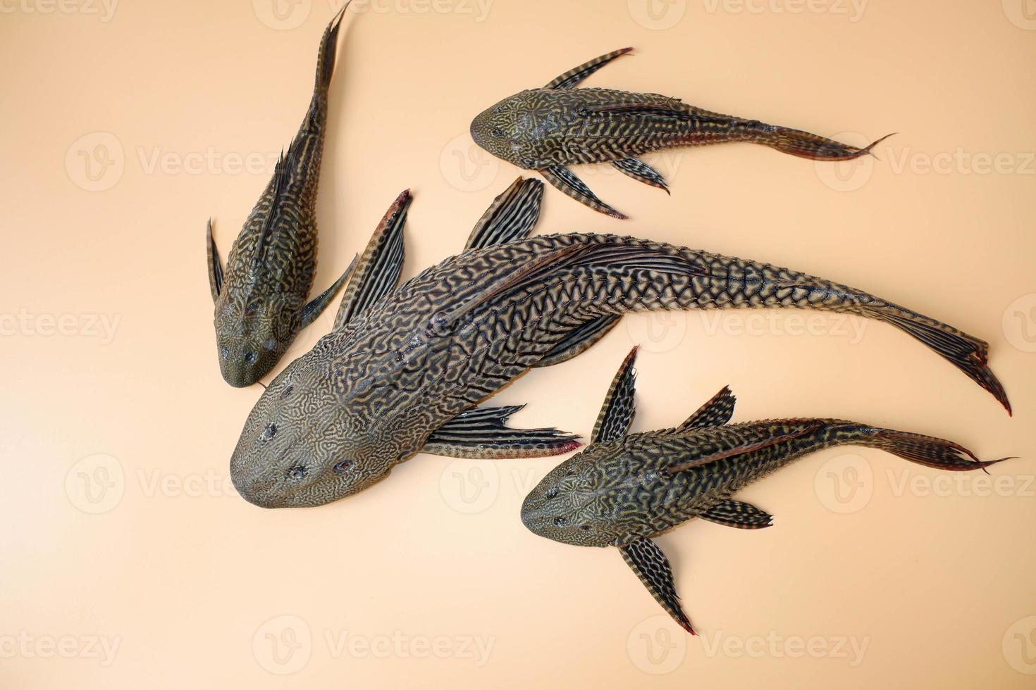 Suckermouth catfish on orange background. Hypostomus plecostomus, also known as the suckermouth catfish or the common pleco, is a tropical freshwater fish belonging to the armored. photo