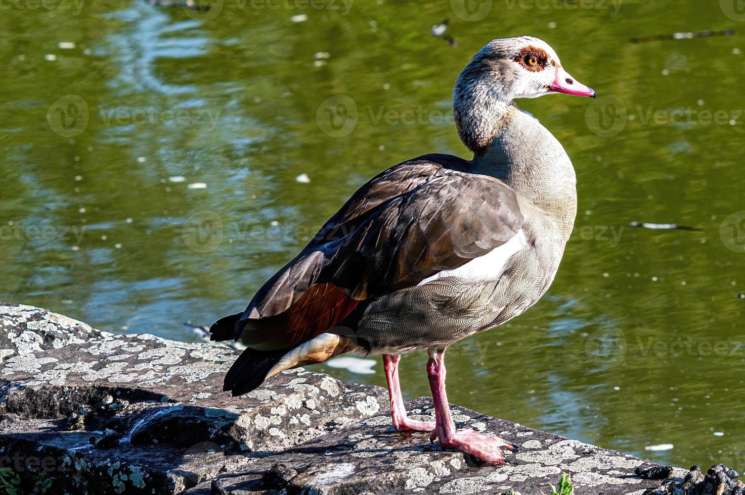 pato egipcio parado en la superficie de piedra cerca del agua del lago bajo la luz del sol foto