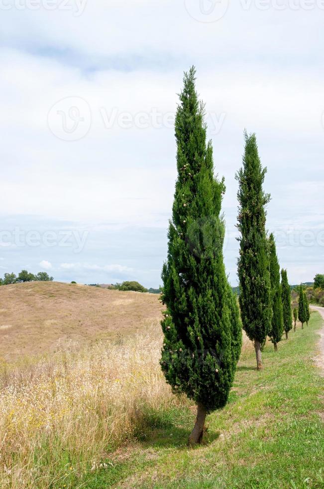Rows of green trees along the pathway leading to the Abbazia di San Galgano in Italy photo