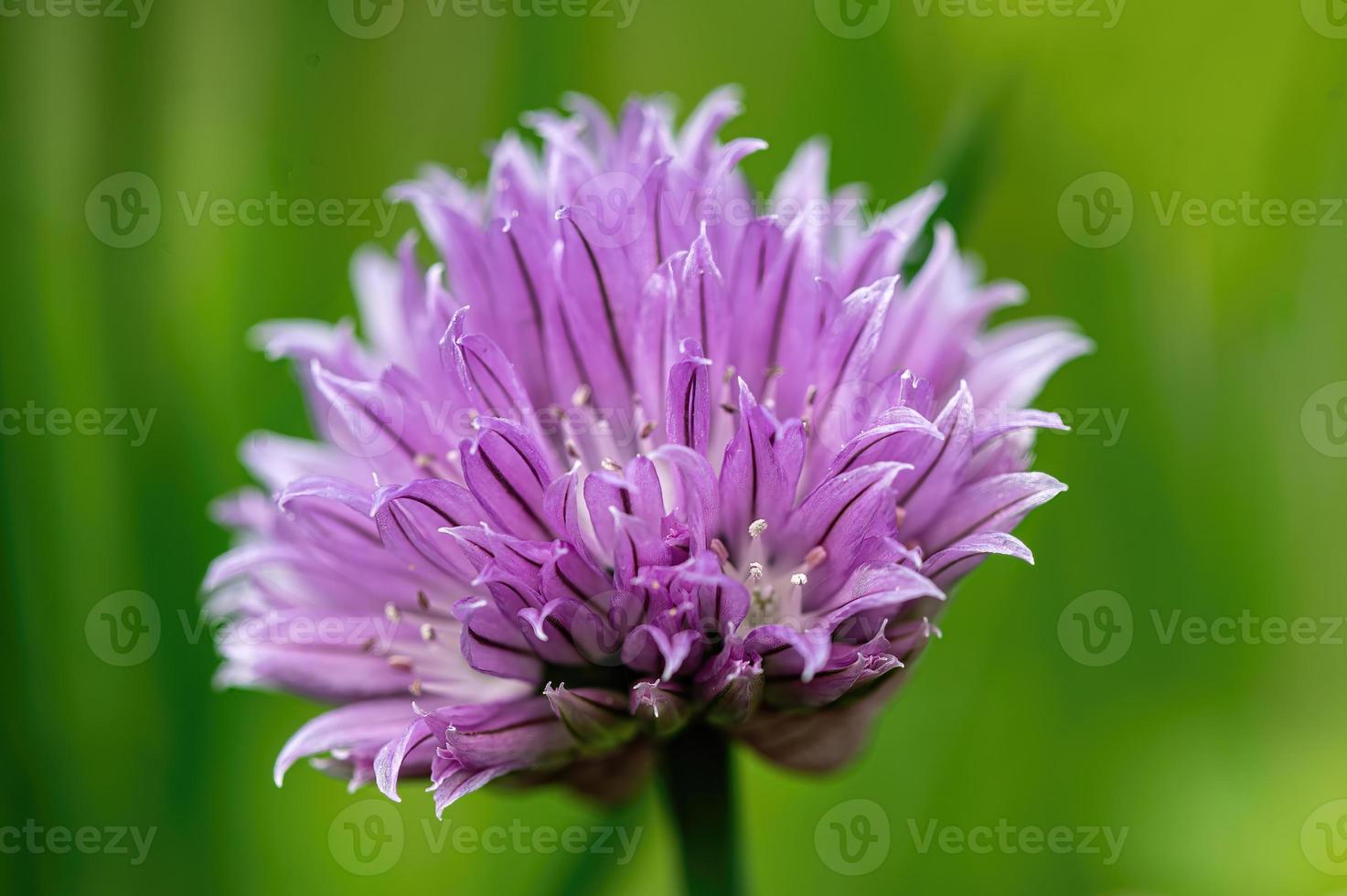 Close-up shot of a purple Chive flower grown in the garden photo