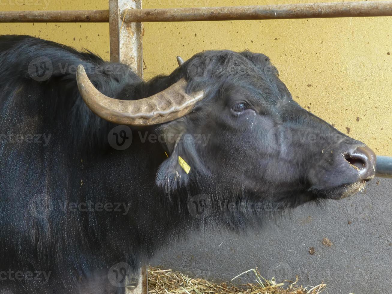 toro blanco y negro foto