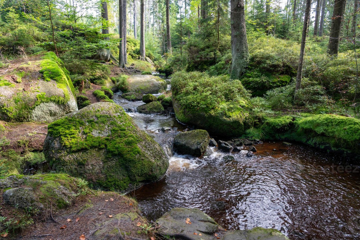 río en el bosque verde en primavera foto