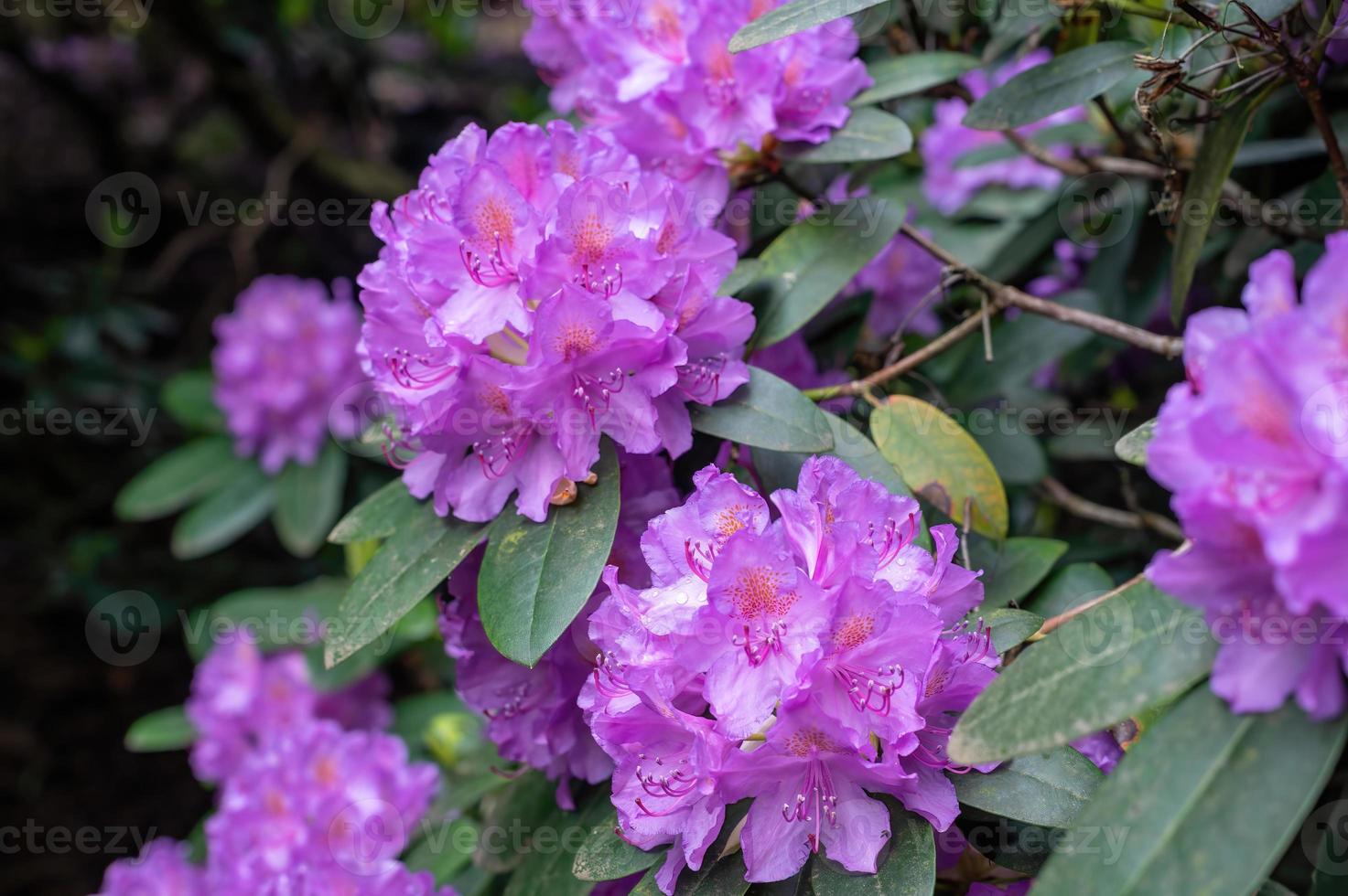 Closeup shot of growing rhododendrons photo
