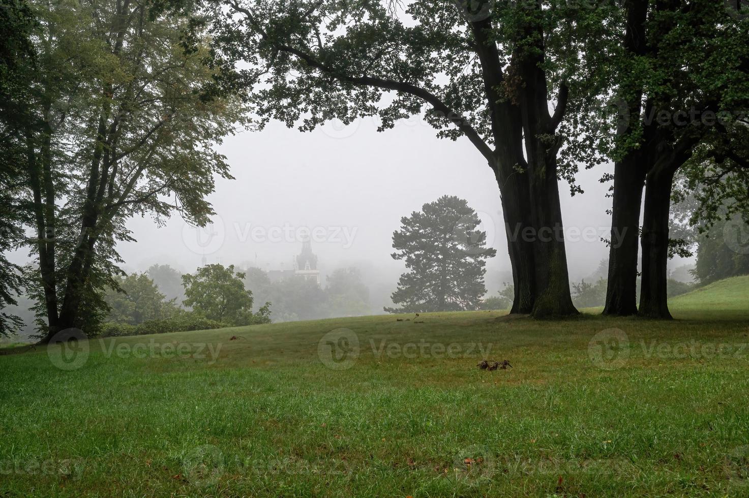 bautiful landscape with trees photo