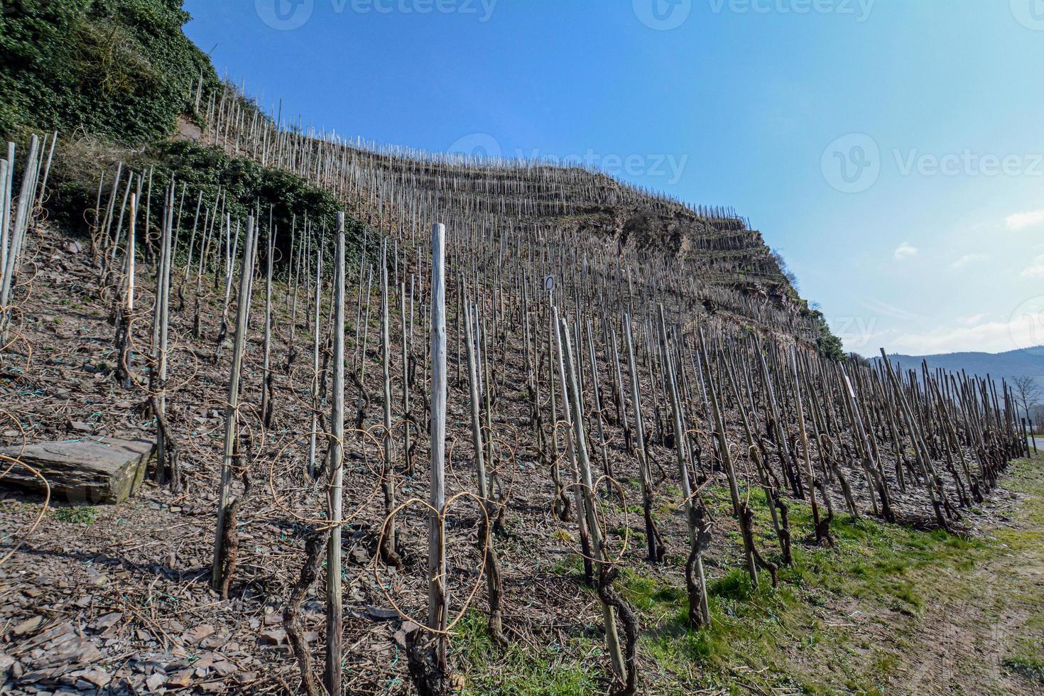 viñedo sin cultivo en verano foto