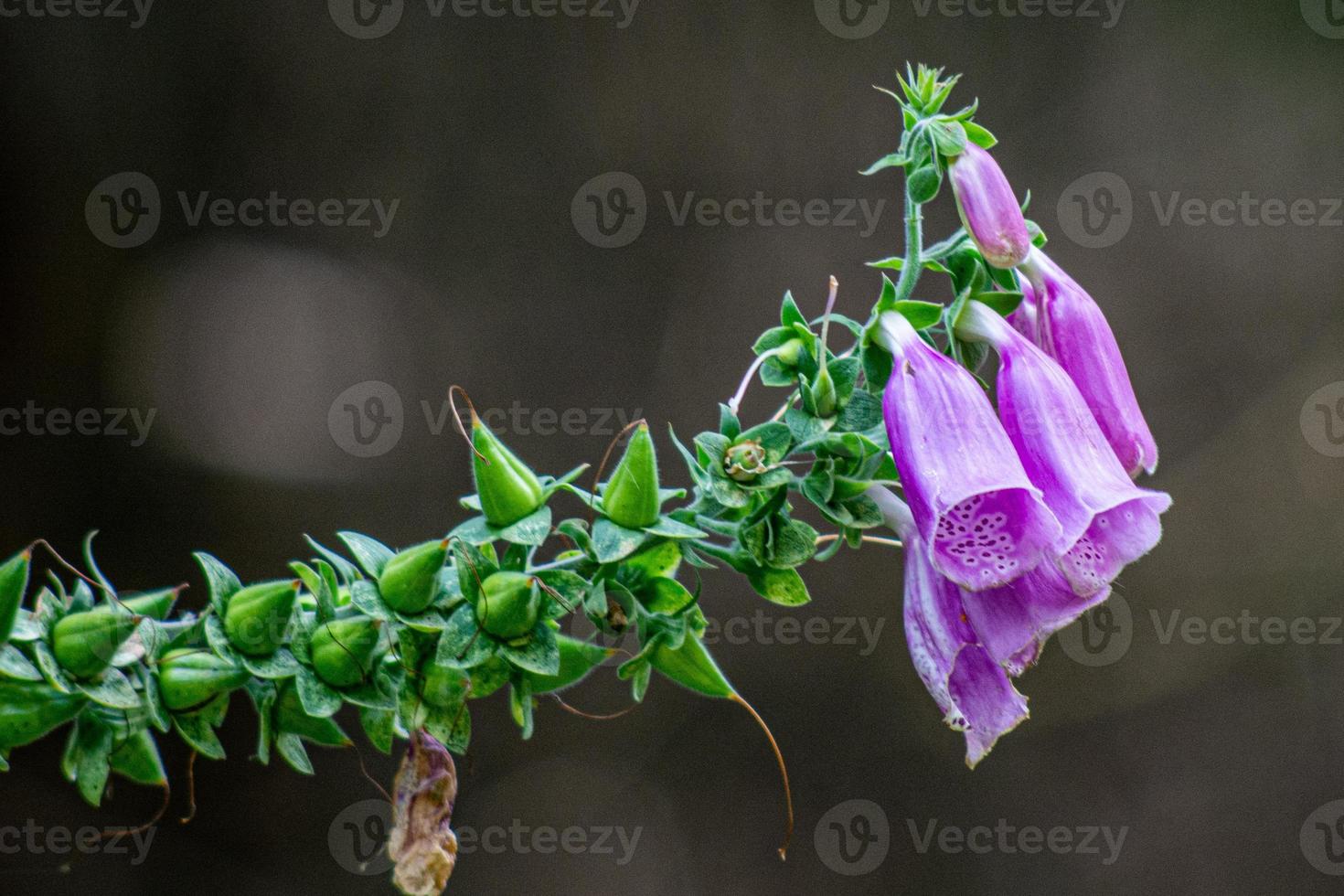 blooming Foxgloves flowers photo