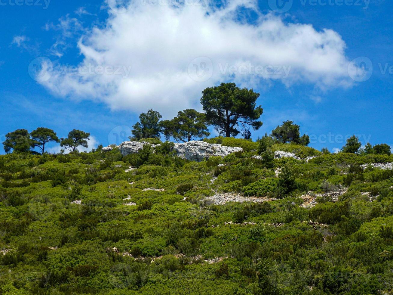 landscape with trees photo