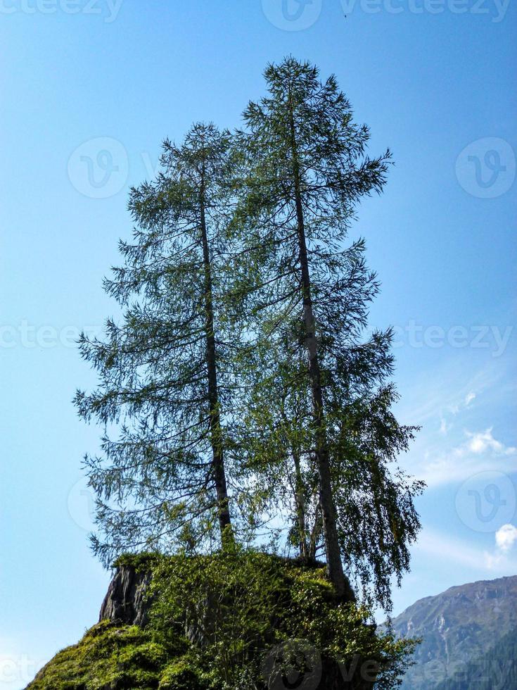 wonderful tree on a hill with blue sky photo