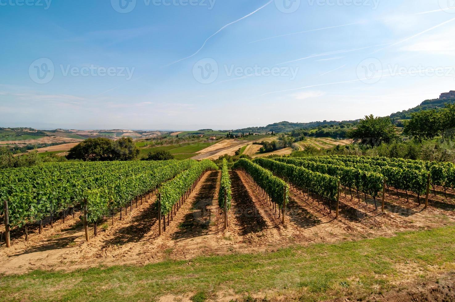 vineyard in italy in the spring photo