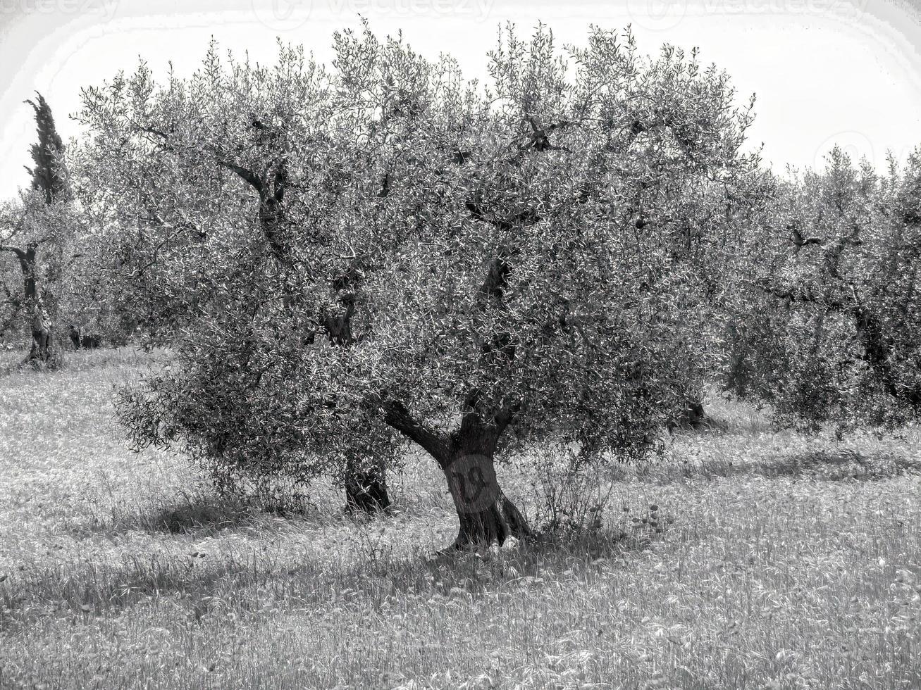 A grayscale shot of a field with trees under a cloudy sky photo