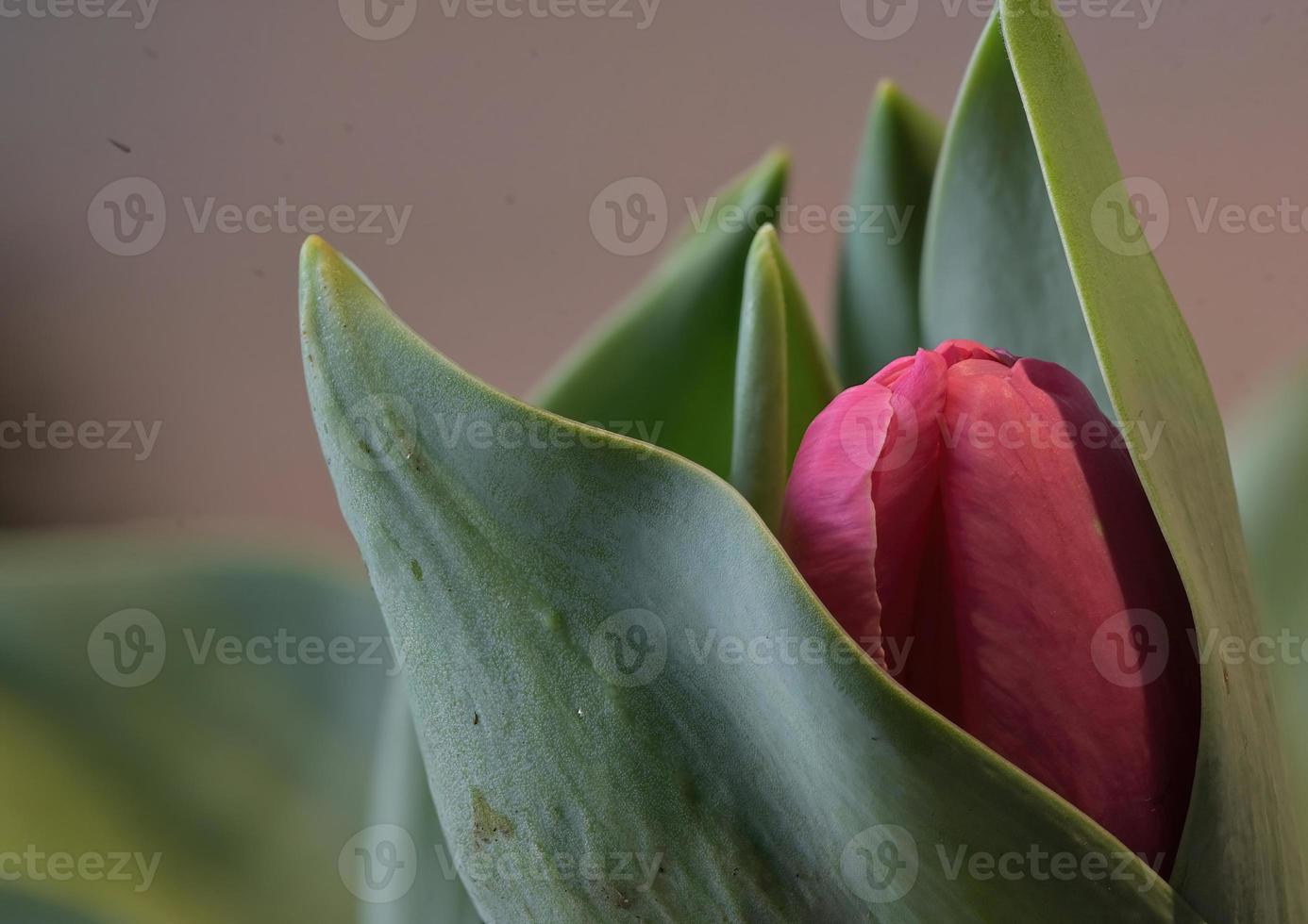 tulipán rojo floreciente en primavera foto