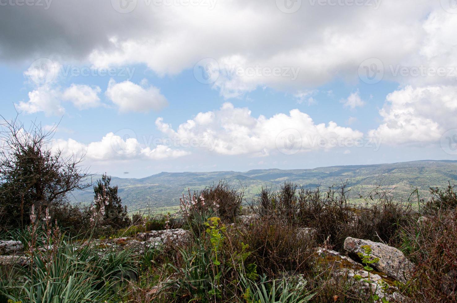 landscape with trees photo