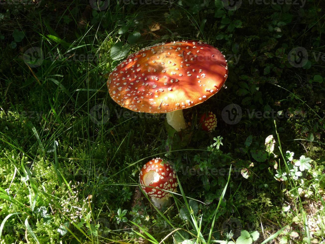 beautiful mushrooms in autumn, poisonous photo