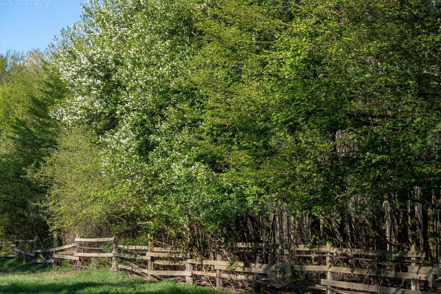 trees in the woods with fence photo