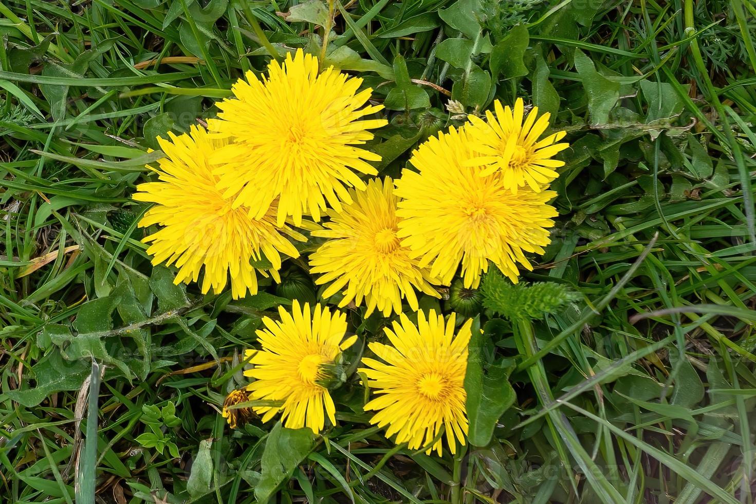 yellow dandelions in grass photo