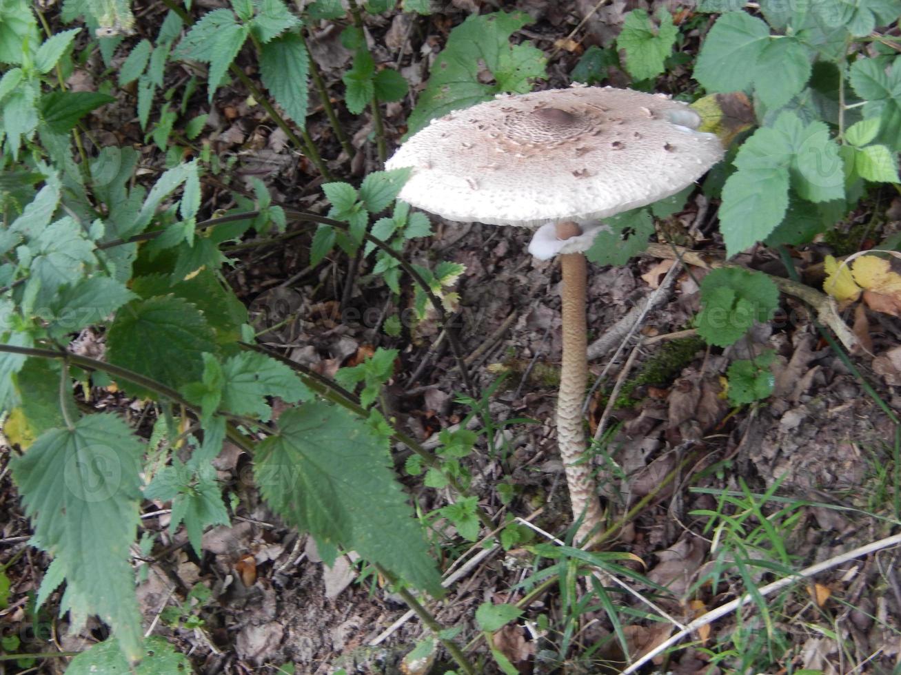 beautiful mushrooms in autumn, poisonous photo