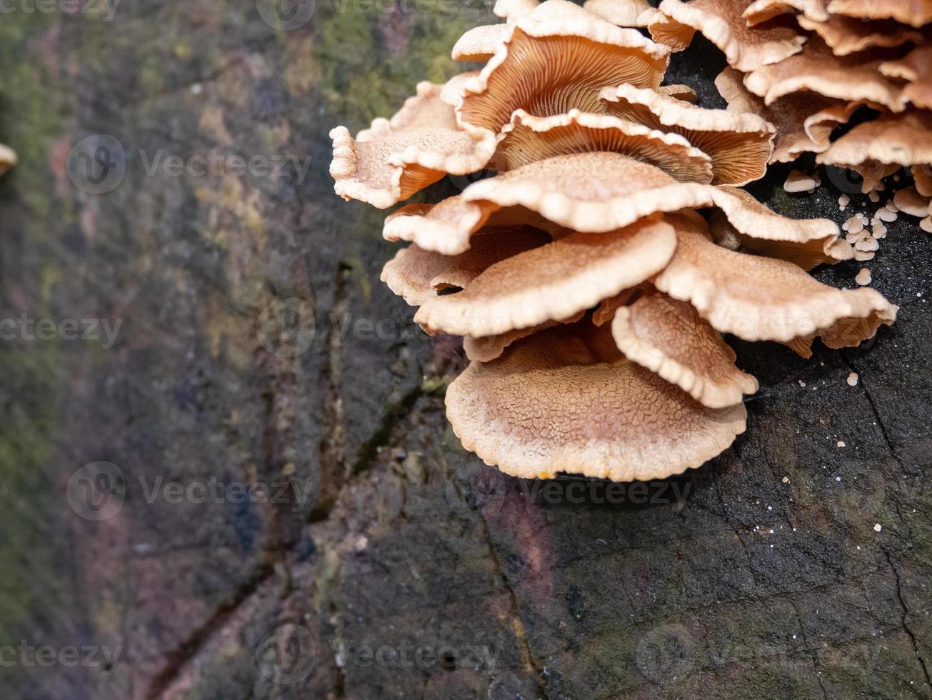 beautiful mushrooms in autumn, poisonous photo