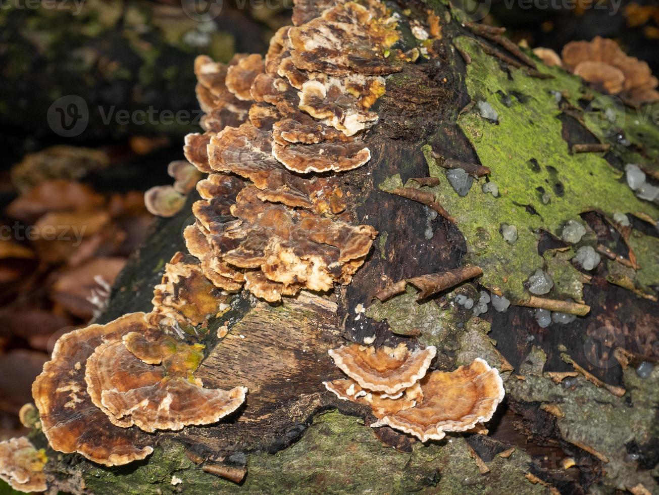 beautiful mushrooms in autumn, poisonous photo