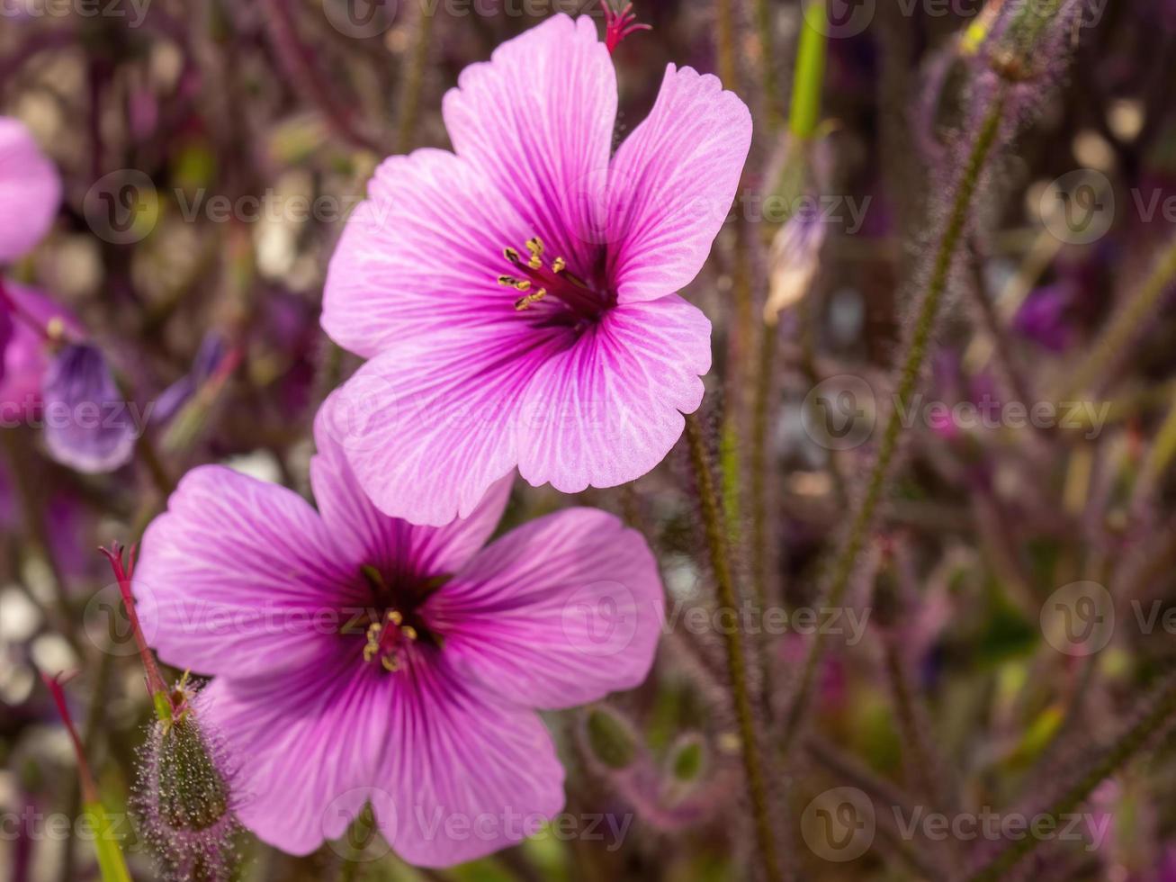 Geranium maderense pink flower photo